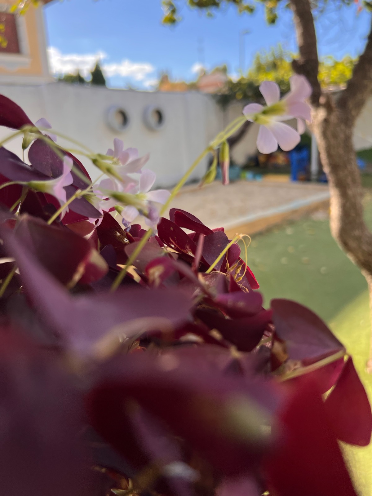 EL JARDÍN